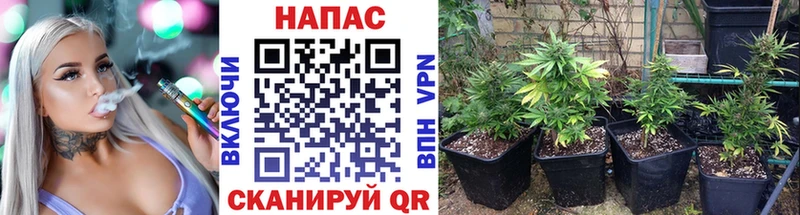 Шишки марихуана семена Кинешма